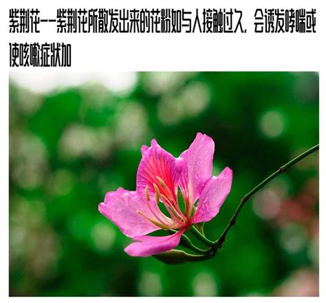 房間可以擺花嗎|為什麼房間不能放花？室內花卉永生花風水禁忌，一次。